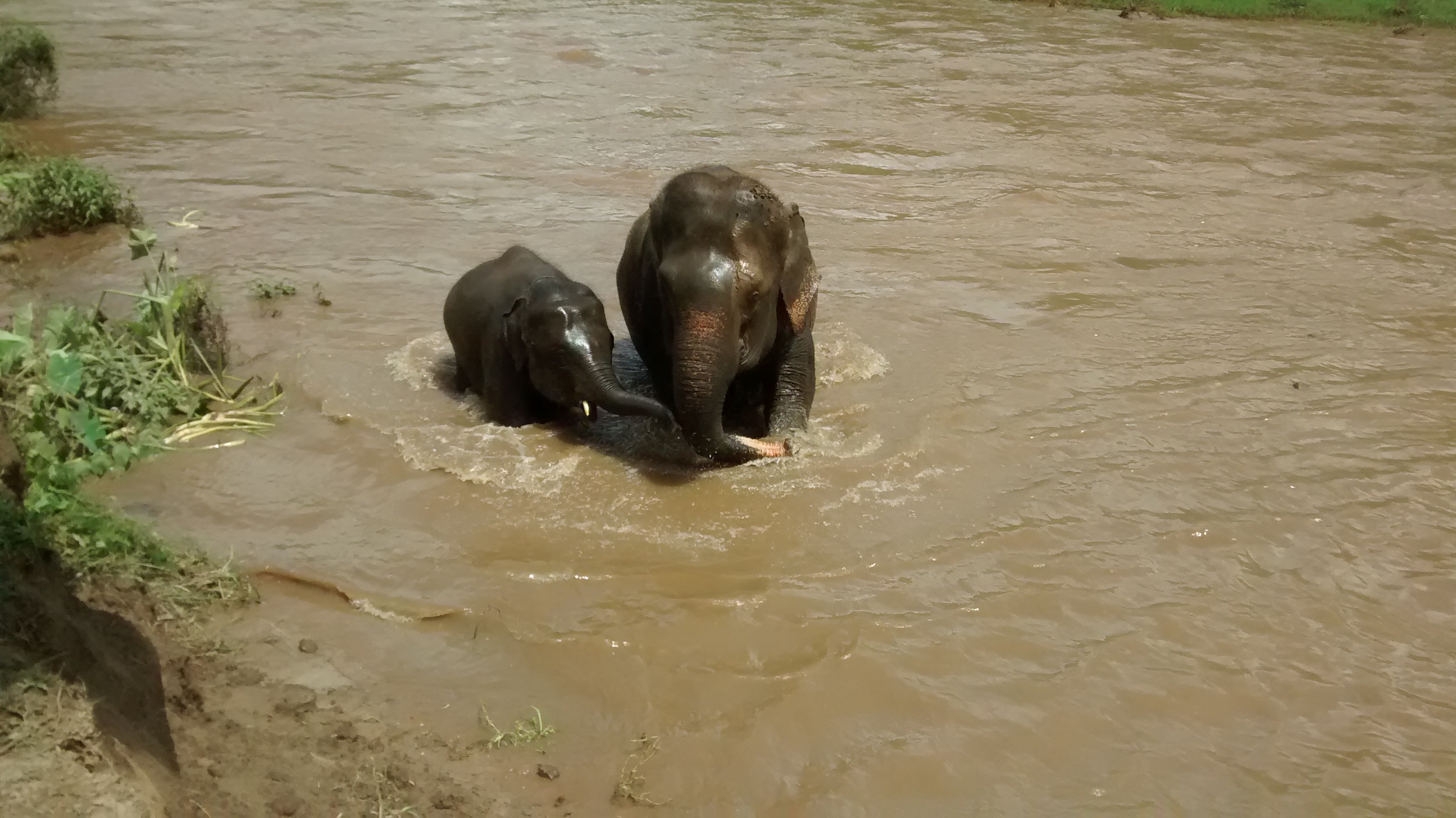 A quick swim with the elephants