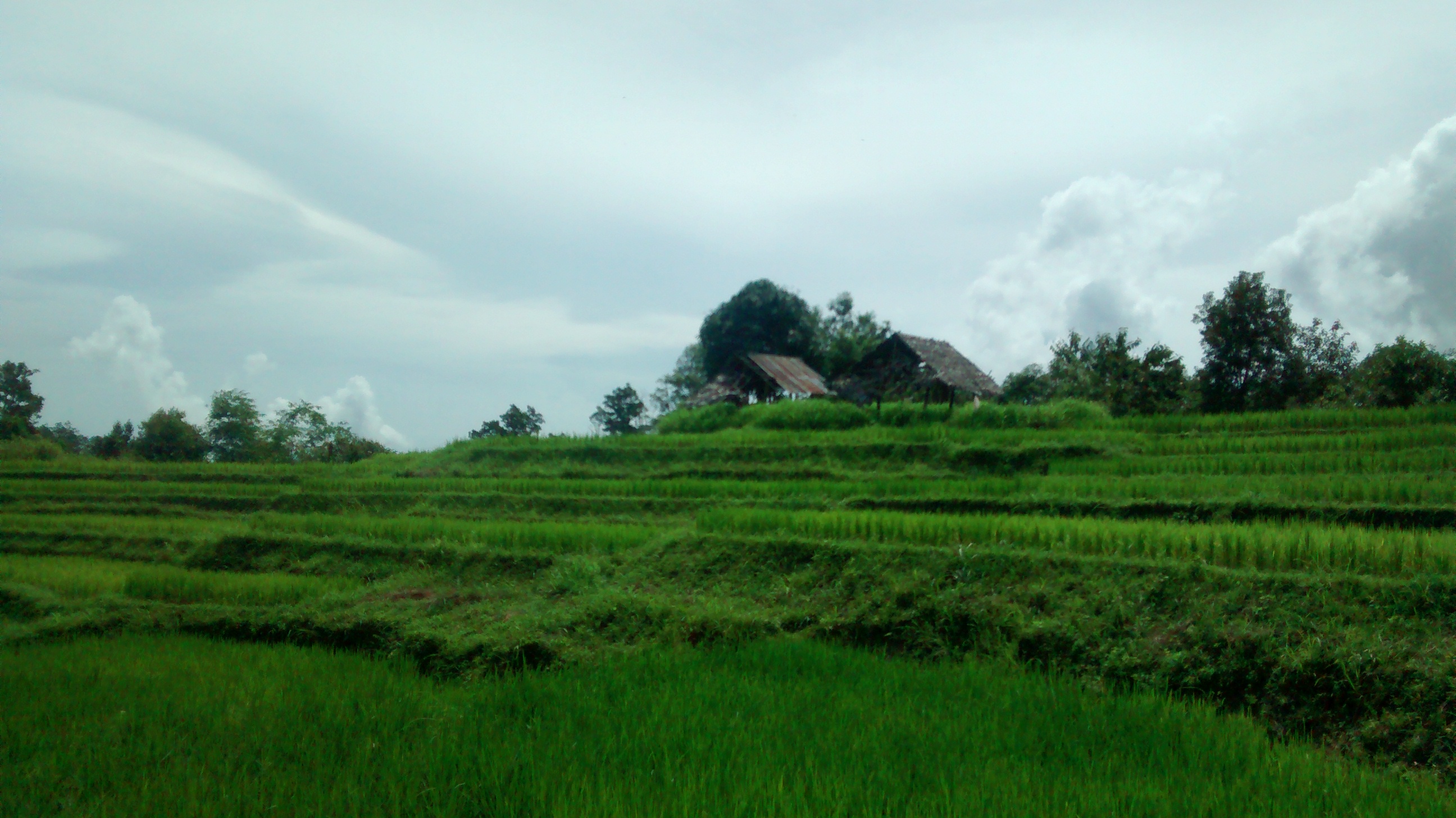 Rice terrace